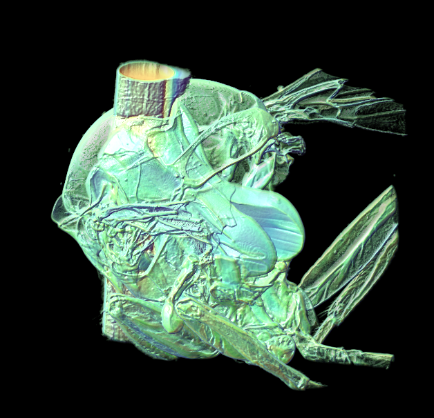 xray of specimen